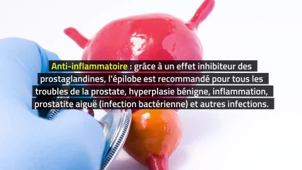 Phytothérapie - Épilobe