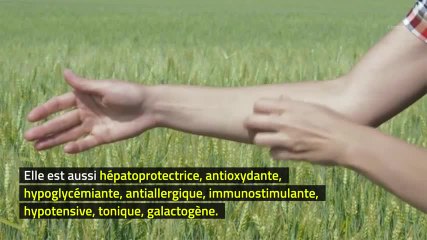 Phytothérapie - Ortie