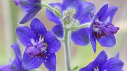 Homéopathie - Verrues