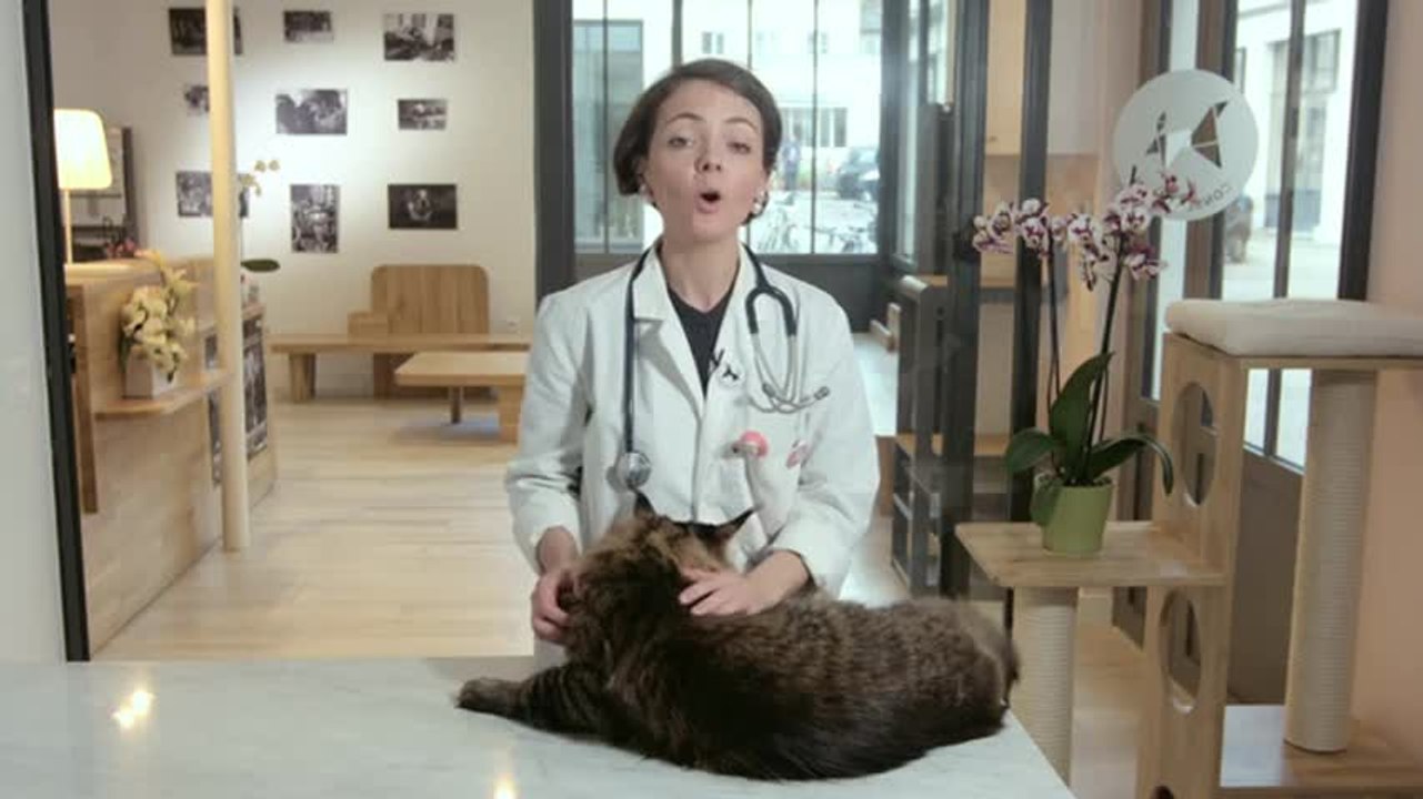 Les aliments toxiques pour le chat