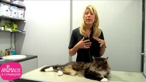 Comment donner un comprimé à son chat