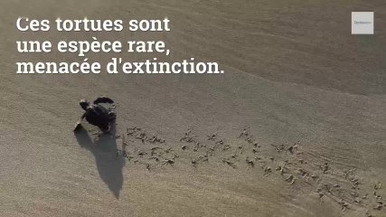300 tortues retrouvées mortes dans les eaux mexicaines du Pacifique