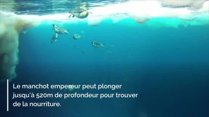 Journée internationale des manchots