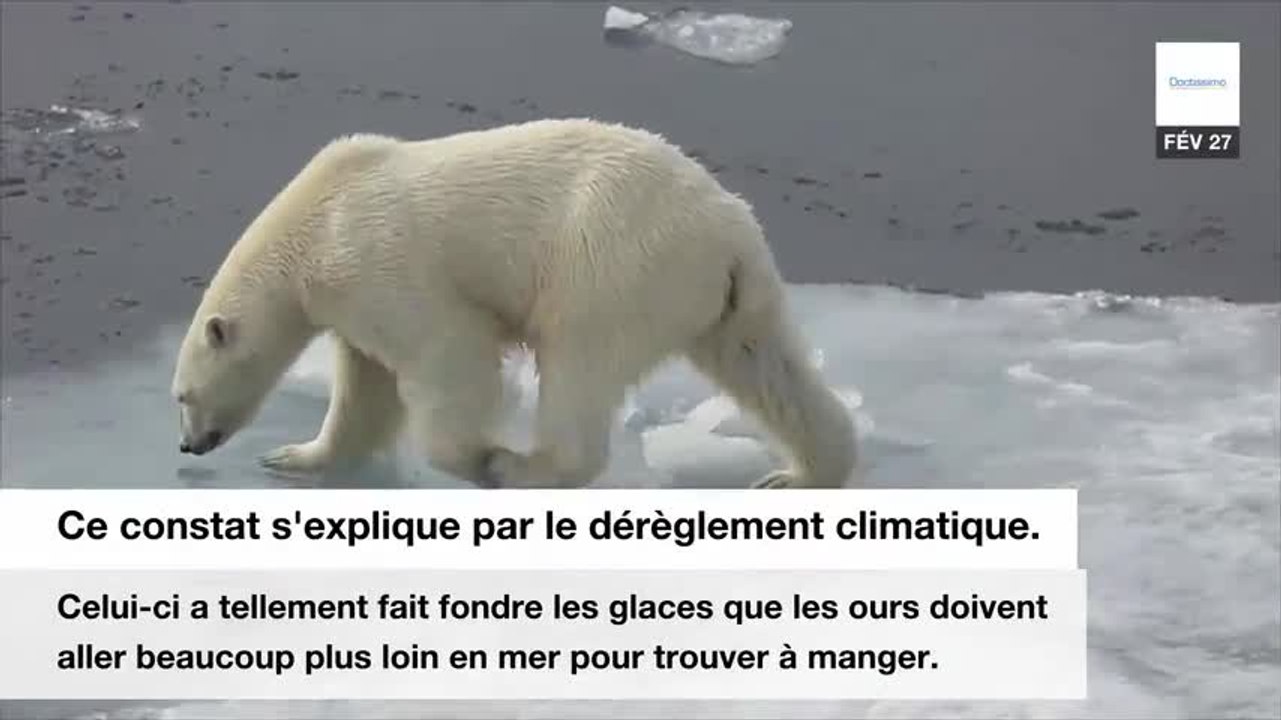 Pourquoi vos enfants ne connaîtront pas les ours polaires