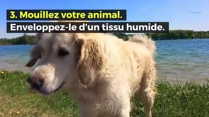 5 gestes à savoir pour protéger ses animaux de la canicule