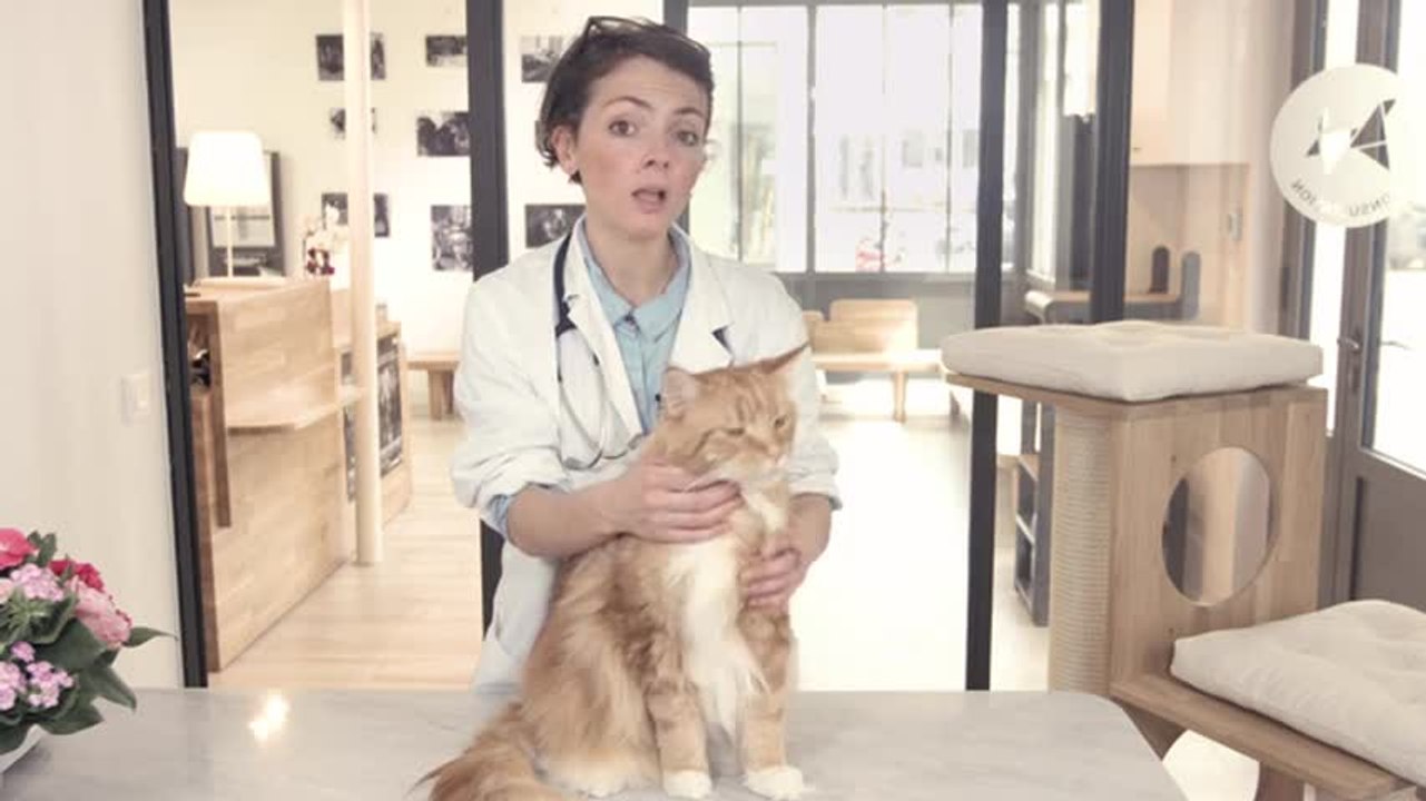 Mon chat perd ses poils : que faire