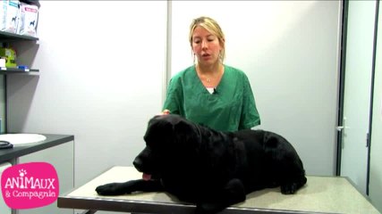 Comment enlever une tique sur un chien