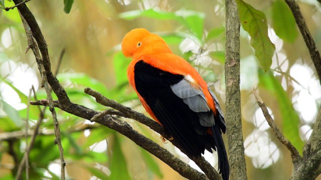 /Beautiful Birds//Birds/Colorful Birds//