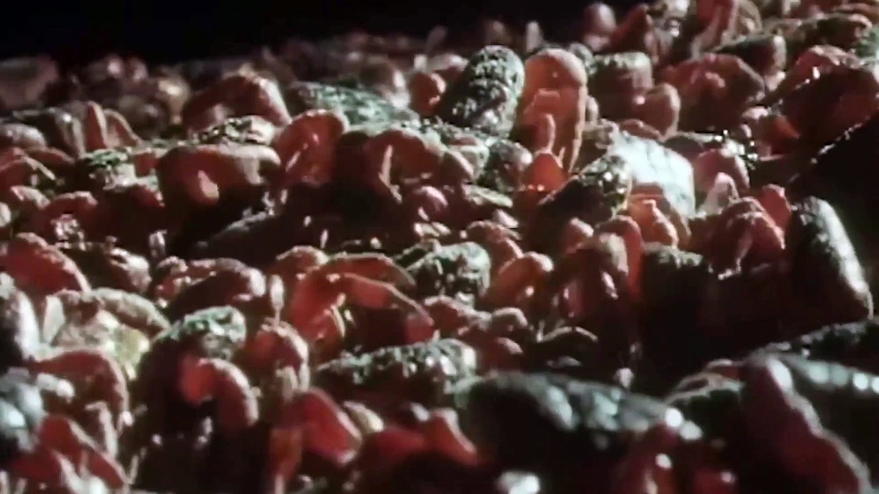 Aquatic Animals Take To Land  | 120 million crabs spawning on one beach