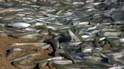 Aquatic Animals Take To Land  | Why are these fish beaching theselves