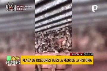 Australia atraviesa la peor plaga de ratones en años