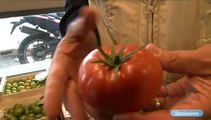 Tomate : autant de variétés que de goût à découvrir