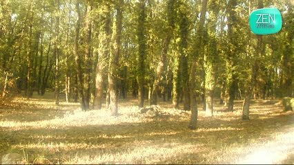 Zen attitude : La clairière reposante