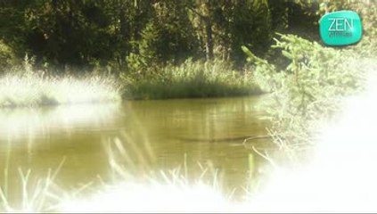 Zen Attitude : gratitude