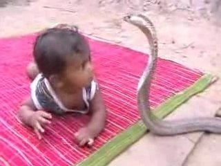 India Baby vs Cobra Snake 🐍