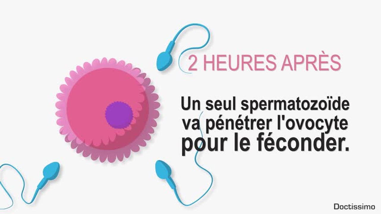 Les étapes d’une FIV (Fécondation In Vitro)