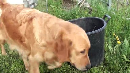 Schwarm von Golden Retriever Welpe
