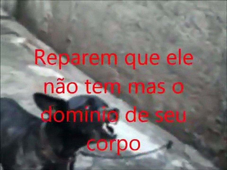 CACHORRO DEMÔNIO 2