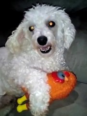 CACHORRO POSSUÍDO - NÃO VAI NÃO VAI