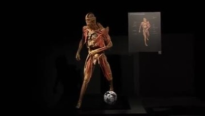 Exposition anatomique Our body