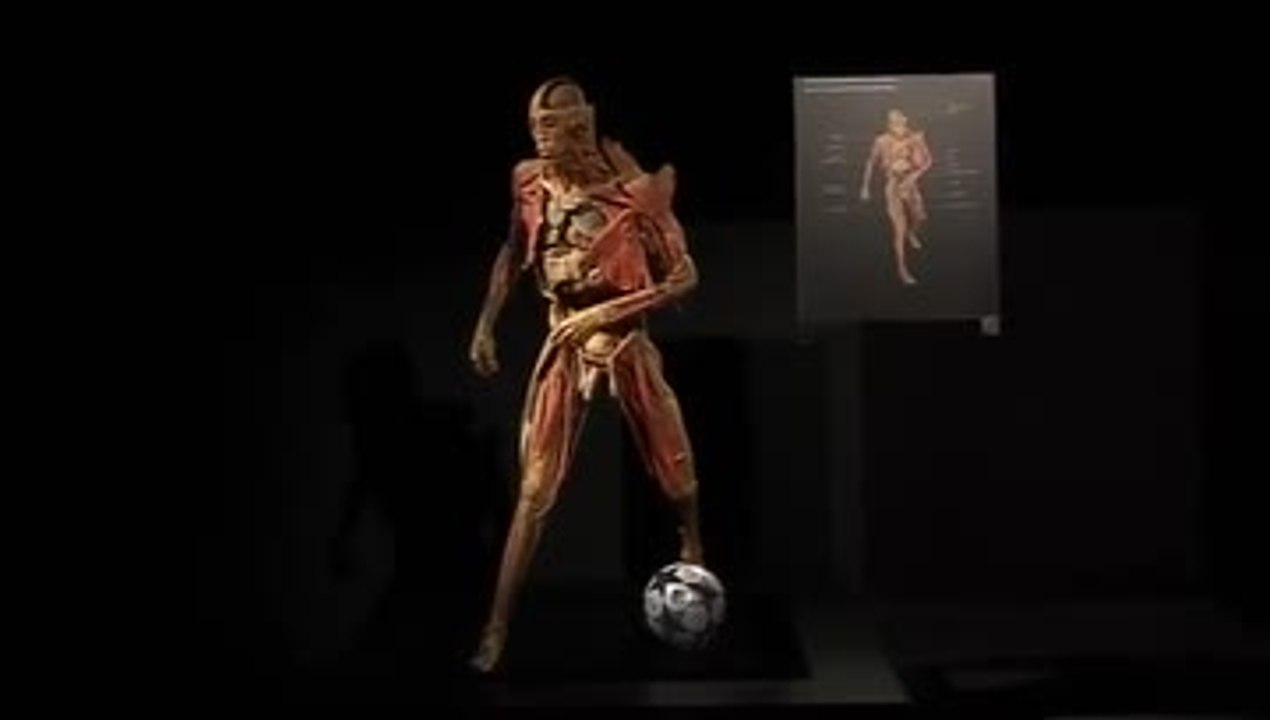 Exposition anatomique Our body