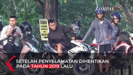 Muncul Lagi, Buaya Viral Berkalung Ban Bertubuh Lebih Besar