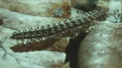 Les cellules, l’infiniment petit