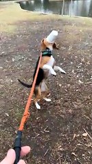 Beagle Experiences Her First Puppuccino
