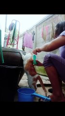 Patient Cat Gets Cleaned