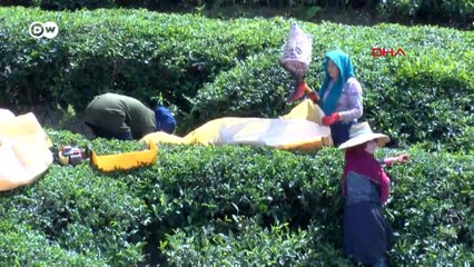 Çay üreticilerinin kota ve kontenjan protestosu