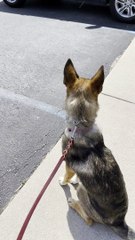Rescue Dog Howls at Emergency Sirens