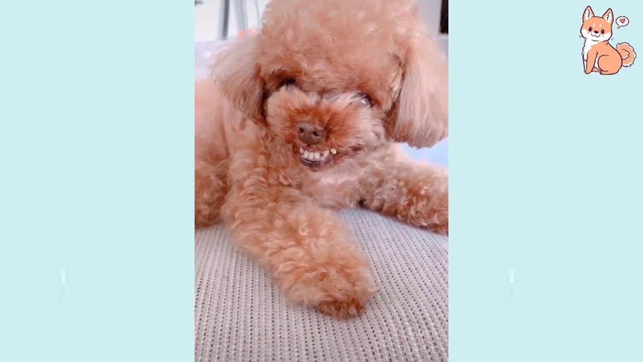 _rolling_on_the_floor_laughing_ Funniest _dog_ Dogs TikTOK - Awesome Funny Pet Animals Life Videos _innocent_ ( 1080 X 1920 )