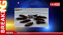 Candy store's chocolate-covered cicadas are a hit