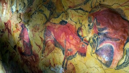 Les animaux sauvages d'Europe - Le bison