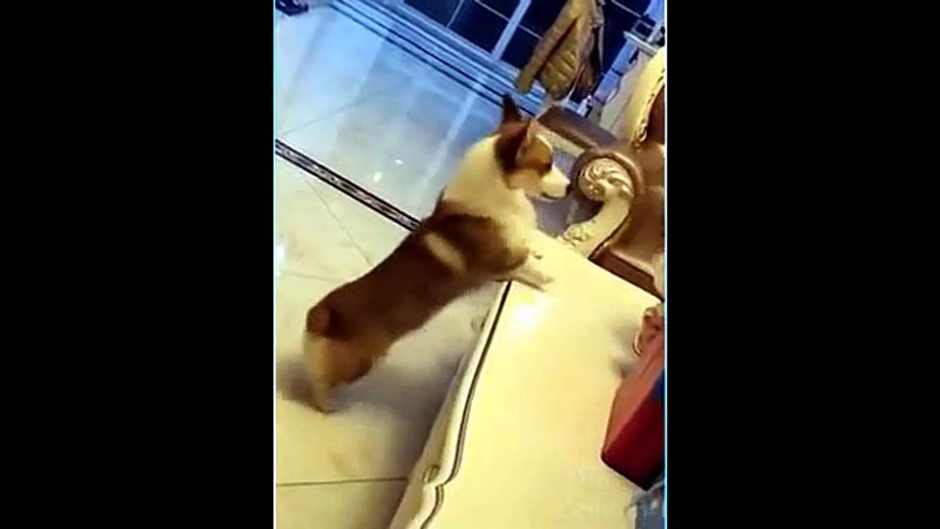 Cute Pets And Funny Animals Compilation