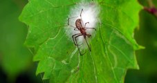 Spider lays eggs in protective layers of silk