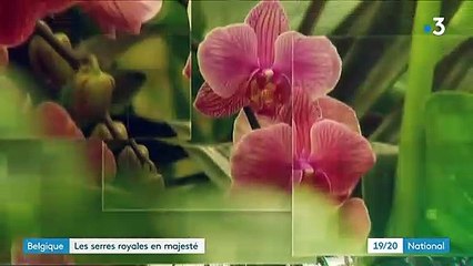 Belgique : les serres royales de Bruxelles ont rouvert au public