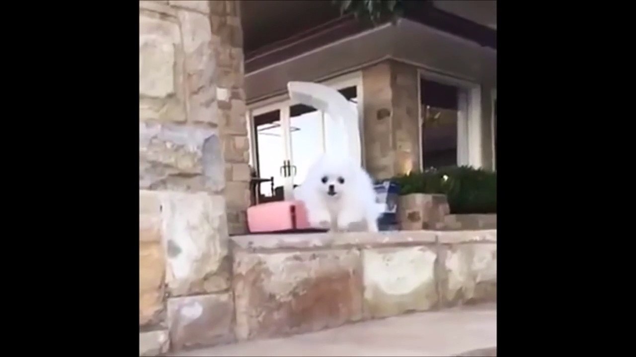 Dog Falling Down Stairs video Dailymotion