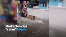 Marketten cips 'çalan' köpek kameralara yakalandı