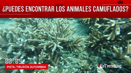 Reto: intenta encontrar estos 6 animales camuflados en su hábitat