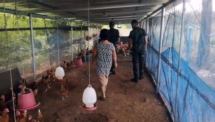 นครพนม - ร.3 พัน.3 บุกเข้าช่วยเกษตรกรผู้เลี้ยงไก่- เป็ด ตามโครงการ “น้องทหารอิ่มท้อง พี่น้องเกษตรกรอิ่มใจ”  ประสบปัญหาจากพิษ โควิด-19