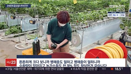 과채류에 클로렐라 뿌렸더니…작황 좋고 소득 '쑥쑥'