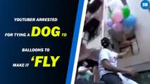 YouTuber arrested for tying a dog to balloons to make it ‘fly