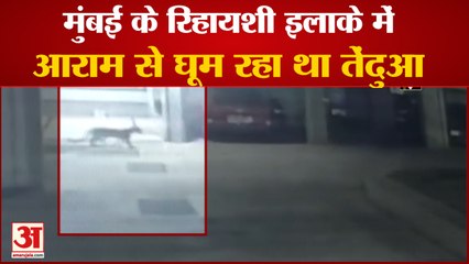 Mumbai Residential Colony in Goregaon Area में घूमता दिखा Leopard | पार्किंग में कर रहा था चहलकदमी