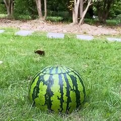 Cute baby animals Videos Compilation cute moment of the animals #35