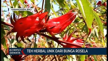 Download Video: Teh Herbal Unik Dari Bunga Rosela Yang Kaya Manfaat