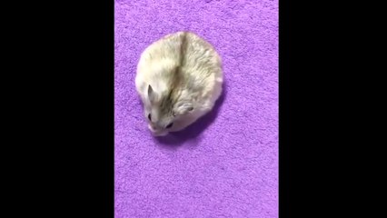 Hamster draws heart-shape
