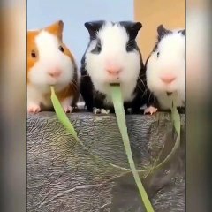 Three Hamster Fighting over food