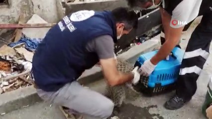 Şişli Zabıtası'ndan akıllara durgunluk veren gecekondu yıkımı