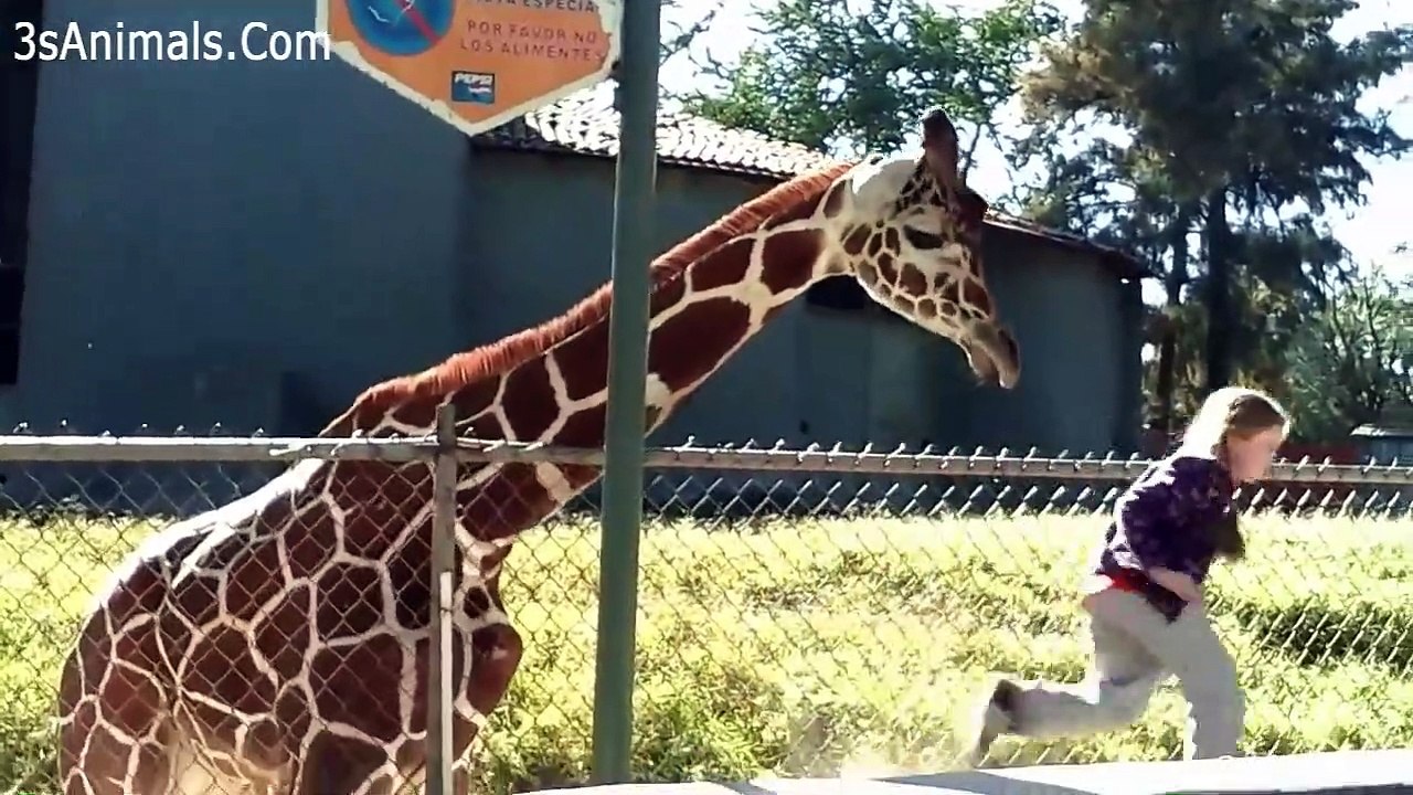 Funny Baby And Animals At The Zoo Funny Baby Fails Video - video ...